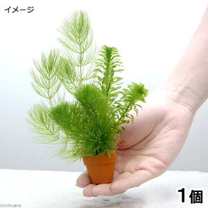 ijv`fĂ@~bNXitji1j