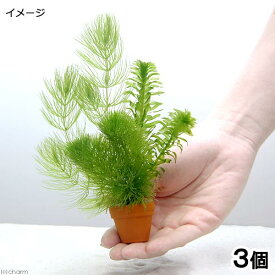 楽天市場 金魚 水槽 レイアウト おしゃれの通販