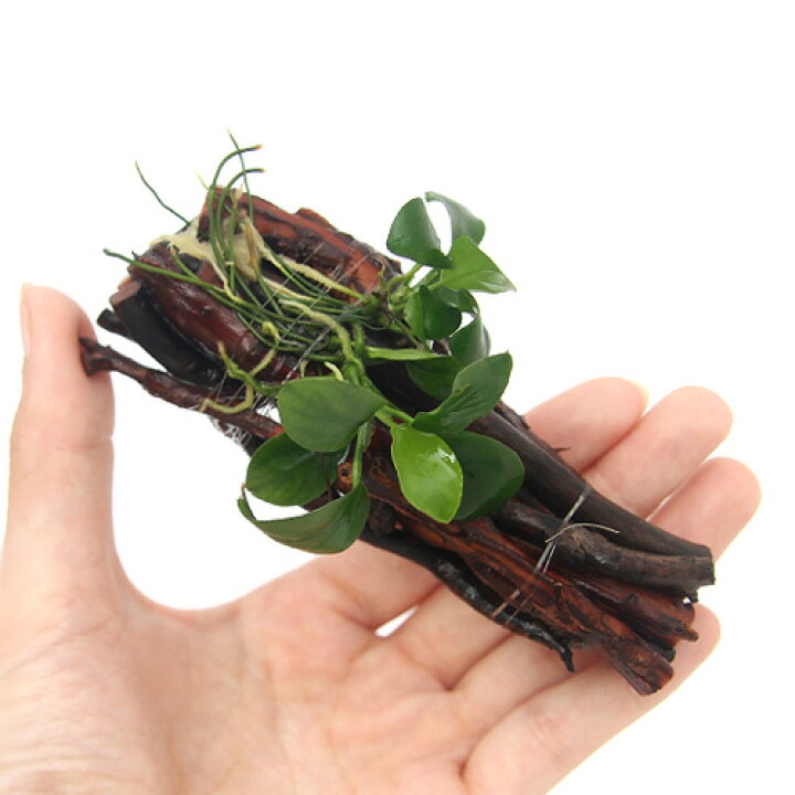 楽天市場 水草 組織培養 アヌビアスナナ付 エビ長屋 約12cm 無農薬 3個 水辺工房 Charm 楽天市場店 楽天市場 水草 組織培養 アヌビアスナナ付 エビ長屋 約12cm 無農薬 3個 水辺工房 Charm 楽天市場店