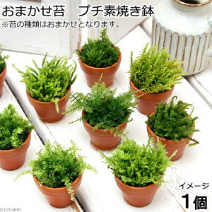 植木 盆栽 素焼き鉢の人気商品 通販 価格比較 価格 Com