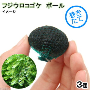 ijā@tWERSPiXp[eXj@{[i_jitji3j