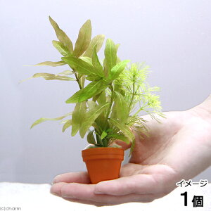 (水草)プチ素焼き鉢 入門種ミックス(水中葉)(1個)