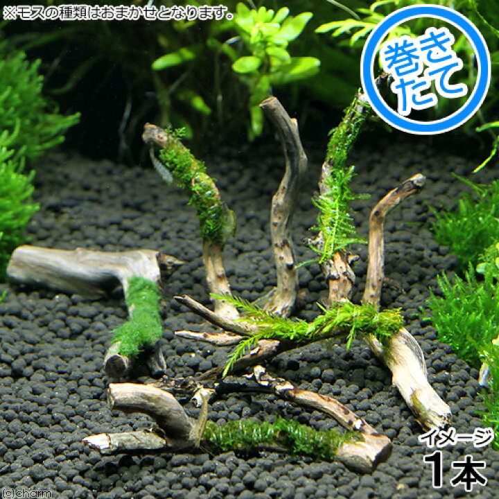 楽天市場 水草 おまかせモス系水草付カット枝状流木 水中葉 約１０ｃｍ １個 Charm 楽天市場店