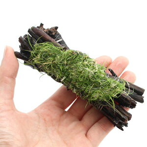 ijā@wA[OXV[g@Gritji_ji3j`ӍH[`