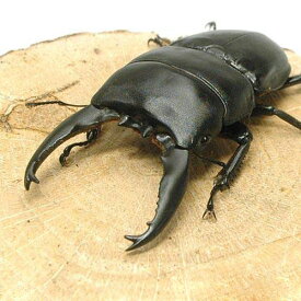 （昆虫）アルキデスヒラタクワガタ　長歯型　スマトラ　アチェ産　成虫（WC）80～84mm（1ペア）　北海道・九州航空便要保温