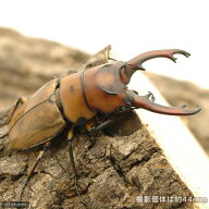 （昆虫）（オス単品）オキピタリスノコギリクワガタ　スラウェシ産　成虫　WD　40〜49mm（1匹）