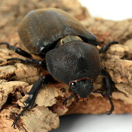 （昆虫）（メス単品）国産カブトムシ　成虫　WD　サイズフリー（1匹）