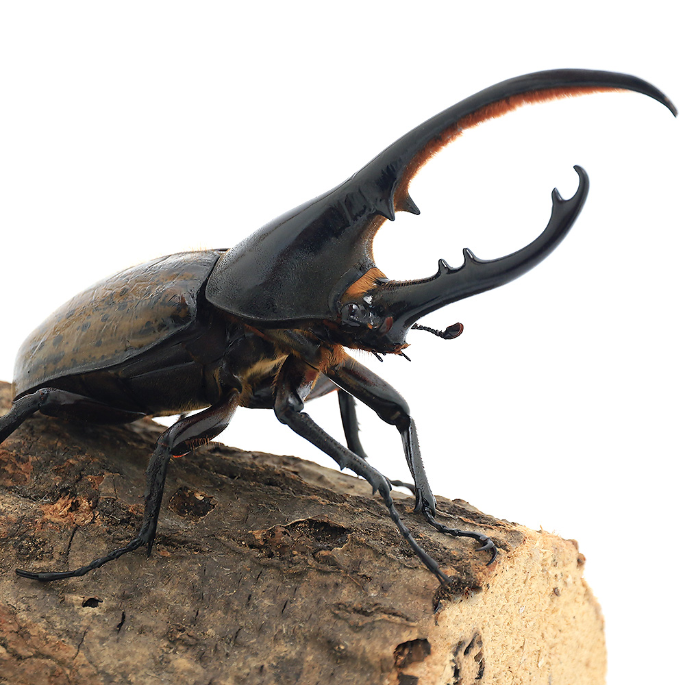 昆虫 ヘラクレスエクアトリアヌス エクアドル産 高級 １匹 幼虫 驚きの価格が実現 初～２令