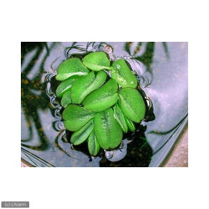 irIg[vjA@IITVEi_ji5j