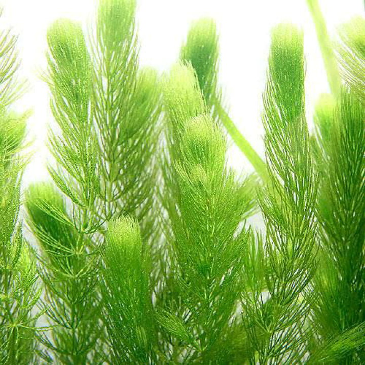 楽天市場 ビオトープ 水辺植物 国産 無農薬マツモ ５本 Charm 楽天市場店