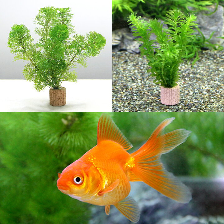 楽天市場 金魚 水草 ライフマルチ 茶 メダカ 金魚藻セット よりなし琉金 素赤 更紗 ３匹 Charm 楽天市場店