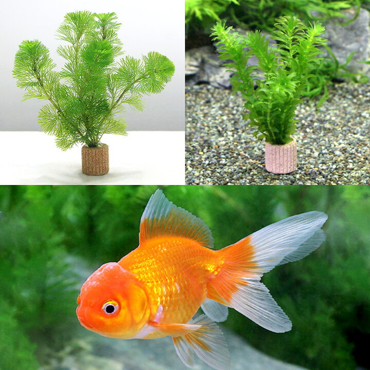 楽天市場 金魚 水草 ライフマルチ 茶 メダカ 金魚藻セット よりなしオランダ 素赤 更紗 １匹 北海道航空便要保温 Charm 楽天市場店