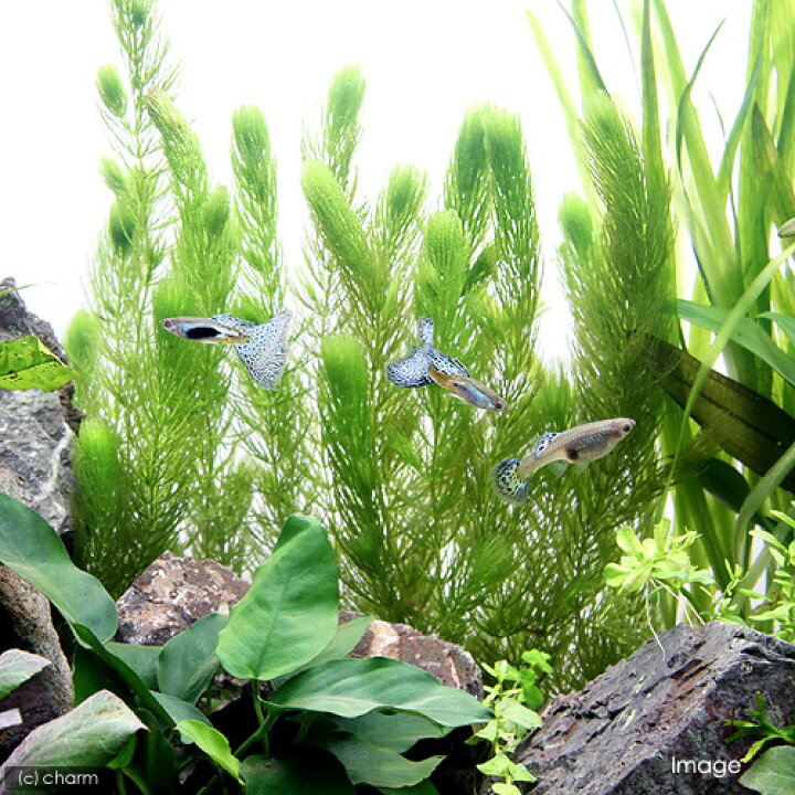 楽天市場】（水草）国産 無農薬マツモ（30本）メダカ 金魚 水質浄化 