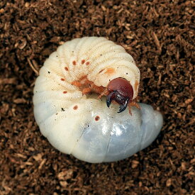 （昆虫）ケンタウルスオオカブトムシ　カメルーン産　幼虫（初～2令）（1匹）　北海道・九州航空便要保温