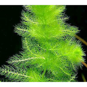 （水草）メダカ・金魚藻　ウトリクラリア　アウレア（ノタヌキモ）（無農薬）（10本）　北海道航空便要保温