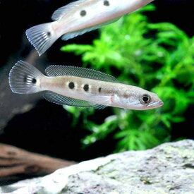 楽天市場 チャーム 種 観賞魚 スネークヘッド 観賞魚 熱帯魚 アクアリウム ペット ペットグッズの通販