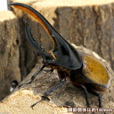 (昆虫)ヘラクレス・モリシマイ ボリビア産 幼虫(3令)(1ペア) ヘラクレスオオカブトムシ 北海道・九州航空便要保温