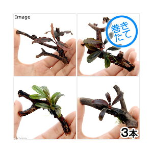 (水草)おまかせブセファランドラ1株付きミニ流木(約7cm)(水中葉)(無農薬)(3個) 北海道航空便要保温