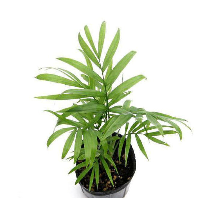 楽天市場 観葉植物 ヤシ テーブルヤシ ３号 １ポット 北海道冬季発送不可 Charm 楽天市場店