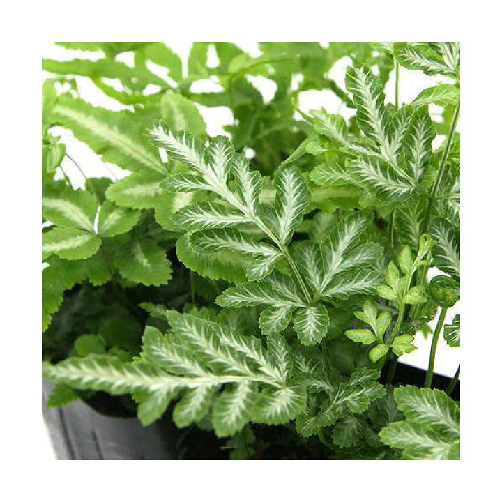 楽天市場 観葉植物 プテリス 品種おまかせ ３号 １ポット シダ植物 北海道冬季発送不可 Charm 楽天市場店
