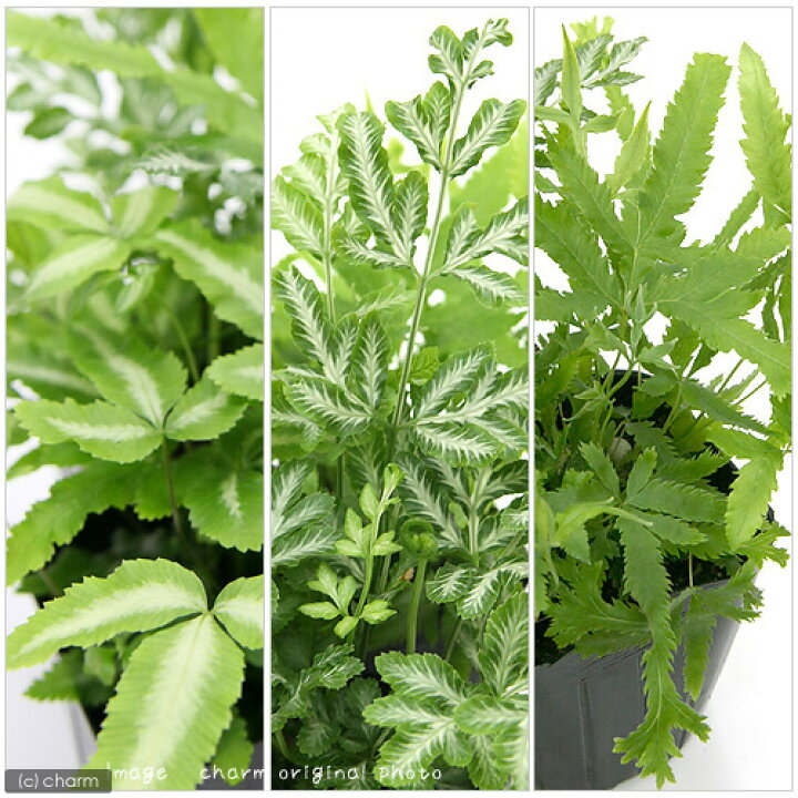 楽天市場 観葉植物 プテリス 品種おまかせ ３号 １ポット シダ植物 Charm 楽天市場店