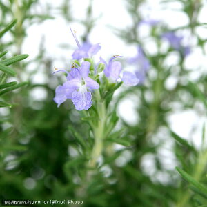 iϗtAjn[u@[Y}[@4i1j@ƒ؉