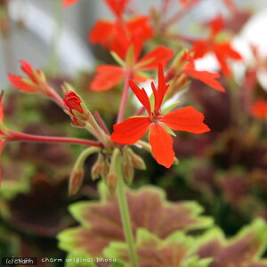 iϗtAj[jE@~Wo[jE@3i1|bgj