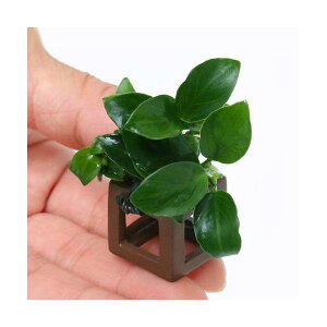 ijt̉BƁ@AkrAXii@v`itji3j