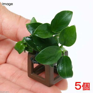 ijt̉BƁ@AkrAXii@v`itji5j