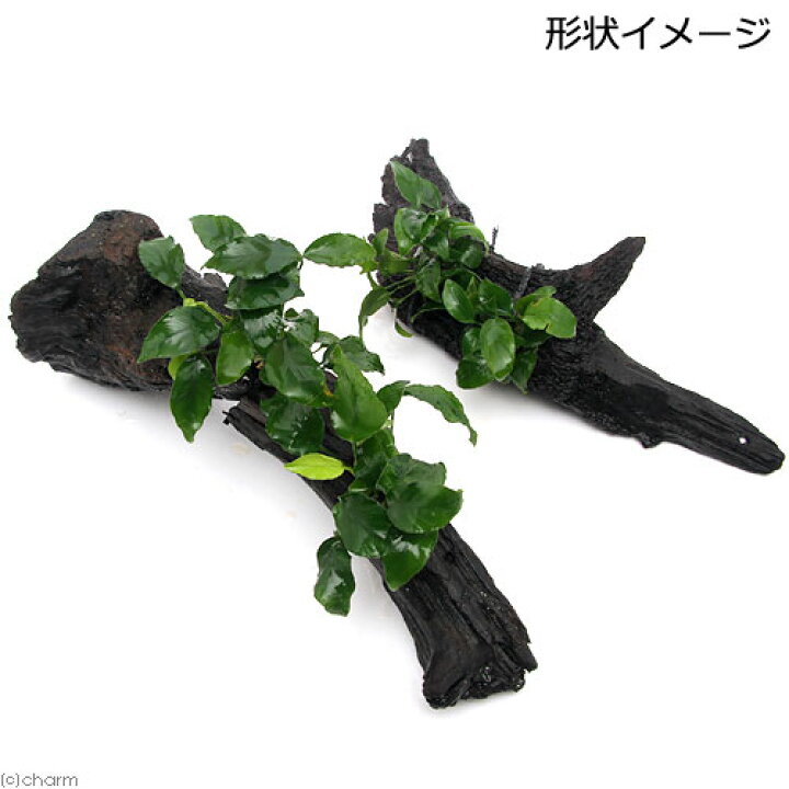 楽天市場 水草 アヌビアスナナ リンクルリーフ 流木付 ｌサイズ １本 約２５ｃｍ Charm 楽天市場店