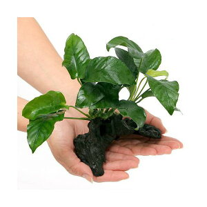 ijAkrAX@oe[@ii@ؕt@STCYi1{ji15cmj