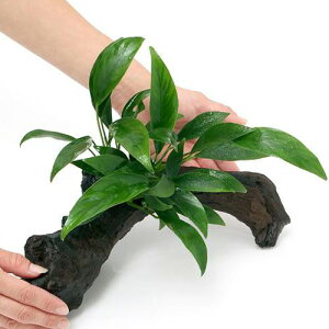 ijAkrAX@RQVX@ؕt@LTCYi1{ji25cmj