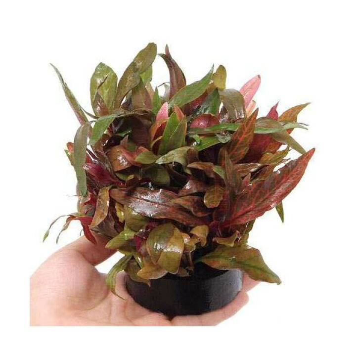 楽天市場 水草 ハニカムシェルター 寄せ植えミックス ｖｅｒ アルテルナンテラ 水上葉 無農薬 １個 Charm 楽天市場店