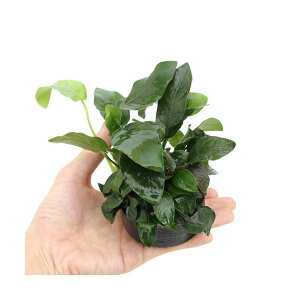 ijnjJVF^[@񂹐A~bNX@VerDiiiiv`itji1j