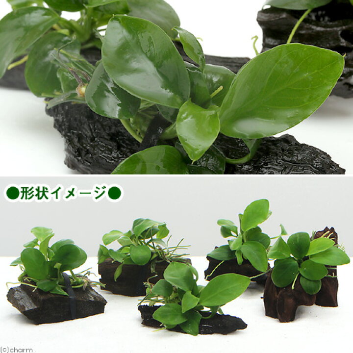 楽天市場 水草 組織培養 アヌビアスナナ 流木付 ミニサイズ １本 約８ｃｍ以下 無農薬 北海道航空便要保温 Charm 楽天市場店