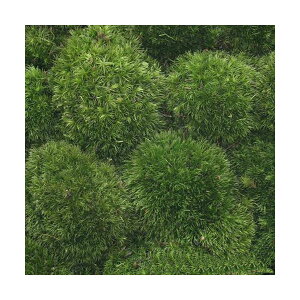 （観葉植物）苔　半トレー　ヤマゴケ（ホソバオキナゴケ・アラハシラガゴケ）　トレー1枚分　36×27cm