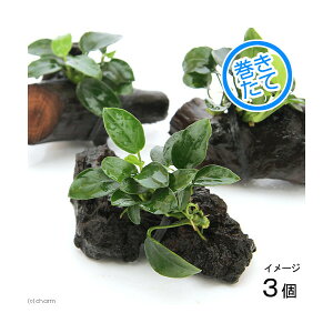 (水草)アヌビアスナナ プチ 流木 ミニサイズ(約8cm以下)(水上葉)(3本)