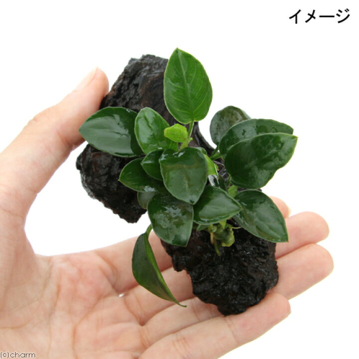楽天市場 水草 アヌビアスナナ プチ 流木付 ミニサイズ 水上葉 ３本 約８ｃｍ以下 Charm 楽天市場店