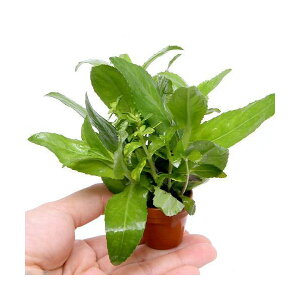 (水草)プチ素焼き鉢 リムノフィラミックス(水上葉)(無農薬)(1鉢)