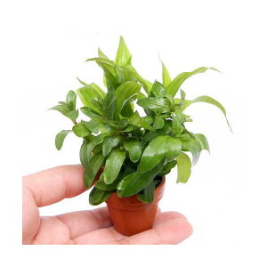 (水草)プチ素焼き鉢 おまかせ寄せ植えミックス 〜新緑〜(水上葉)(無農薬)(3鉢)