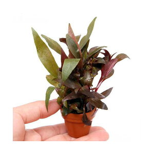 ijv`fĂ@܂񂹐A~bNX@`gt`itji_ji3j