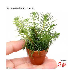 (水草)プチ素焼き鉢 ミリオフィラムミックス(水上葉)(無農薬)(3鉢)