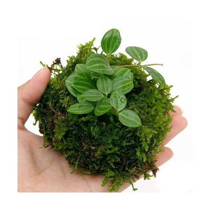 i~́jnΑۋʁ@VerD~jϗti3j@ϗtA@RP