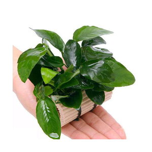 ij[W}`O@AkrAXiiitji1j