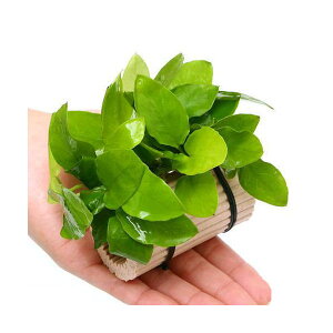 ij[W}`O@AkrAXii@S[fitji1j