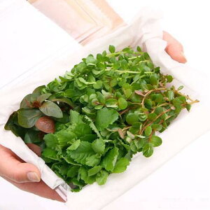 ijSҌ܂lߍ킹pbN@4iv40{jitji_ji1pbNj