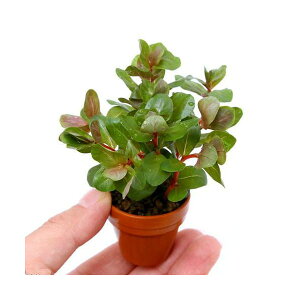 (水草)プチ素焼き鉢 ロタラsp.香港(水上葉)(無農薬)(1鉢)