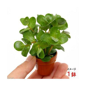 (水草)プチ素焼き鉢 ロタラ ロトンディフォリア 福建省(水上葉)(無農薬)(1鉢)