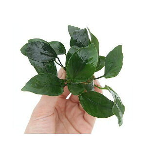 ijς݁@AkrAXiiitji3|bgj