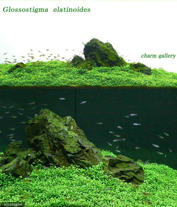 楽天市場 水草 ライフマルチ 茶 グロッソスティグマ 水上葉 無農薬 １個 Charm 楽天市場店